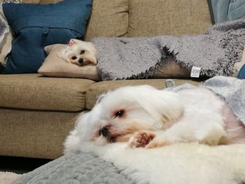 Dog resting on sofa at home