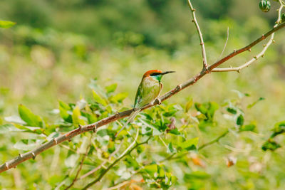 Chestnut-headed