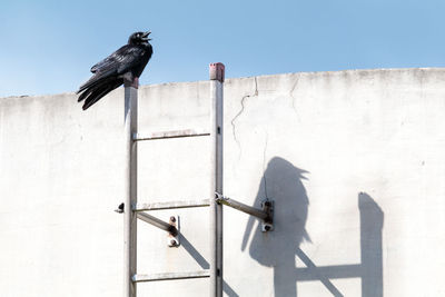 Low angle view of bird perching on wall