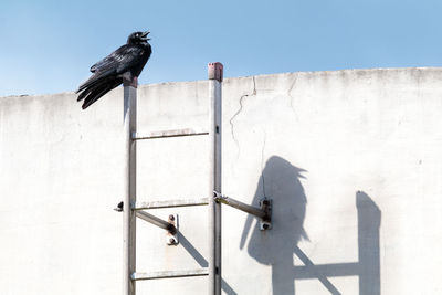 A crow resting on a ladder in the city casting a shadow