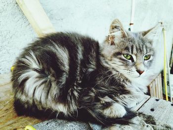 Close-up portrait of cat resting outdoors