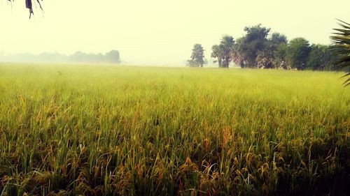 Scenic view of wheat field against clear sky