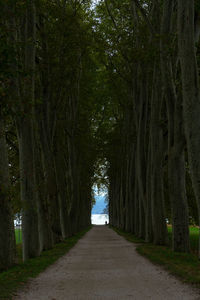 Road amidst trees in forest