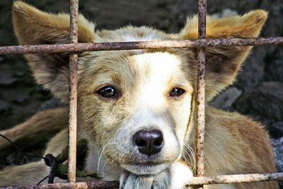 Close-up portrait of dog