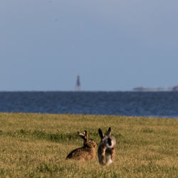 Sheep standing on grass by sea against clear sky