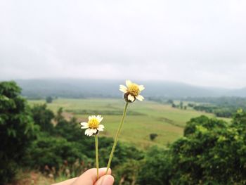 Close-up of hand holding flowering plant