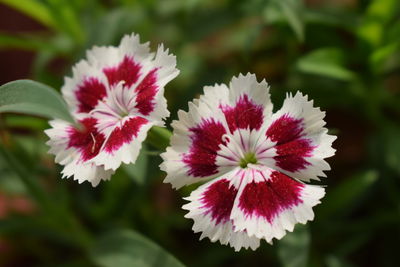 Close-up of white flowering plants