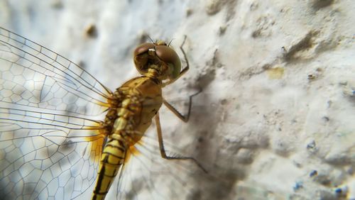 Close-up of insect