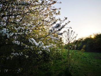 Cherry blossoms in spring against sky