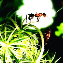 Close-up of insect on plant