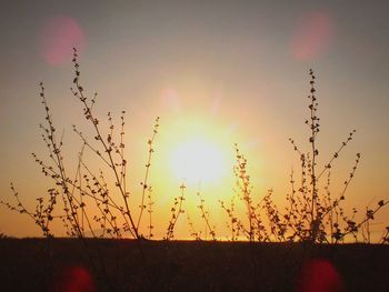 Close-up of silhouette plant against sky during sunset