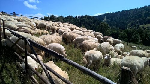 Sheep grazing on field against sky