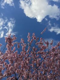 Low angle view of flowers against blue sky