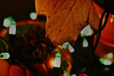 Close-up of flowering plant during autumn