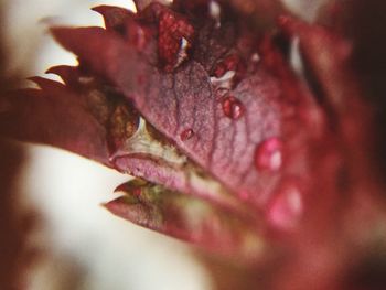 Close-up of red flower