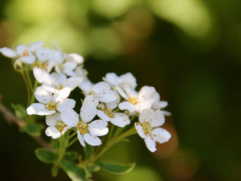 Close-up of white cherry blossom on tree