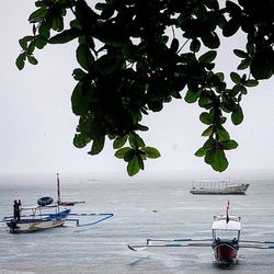 Leaves in calm sea