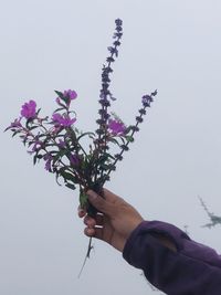 Close-up of hand holding purple flowering plant against clear sky