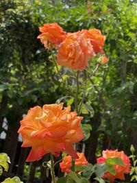 Close-up of orange rose in garden
