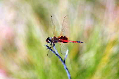 Close-up of damselfly perching on plant