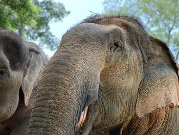 Close-up of elephant in the wild from low angle