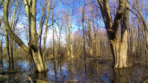 Reflection of trees in lake against sky