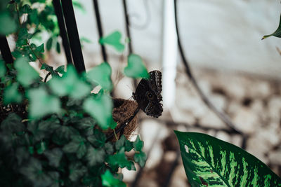 Close-up of butterfly on plant