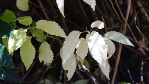 Close-up of white flowering plant