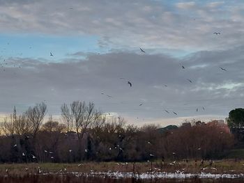 Birds flying over the sky