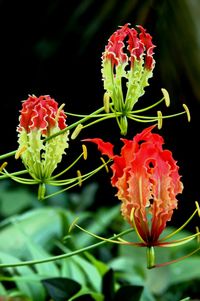 Close-up of red flowers