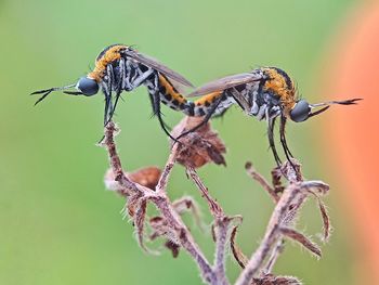 Close-up of insect on a flower