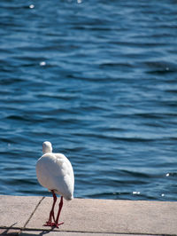 White ibis near the lake 
