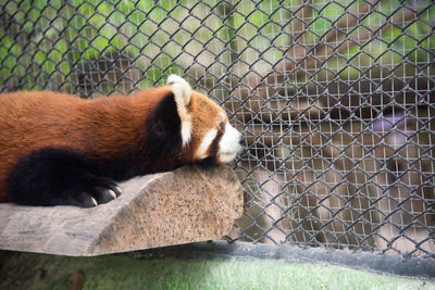 Close-up of cat by chainlink fence in zoo