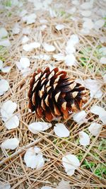 Close-up of pine cone