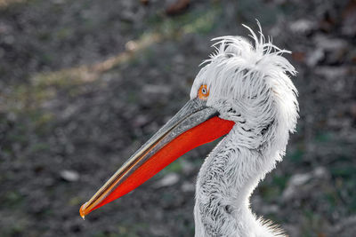 Close-up of a bird