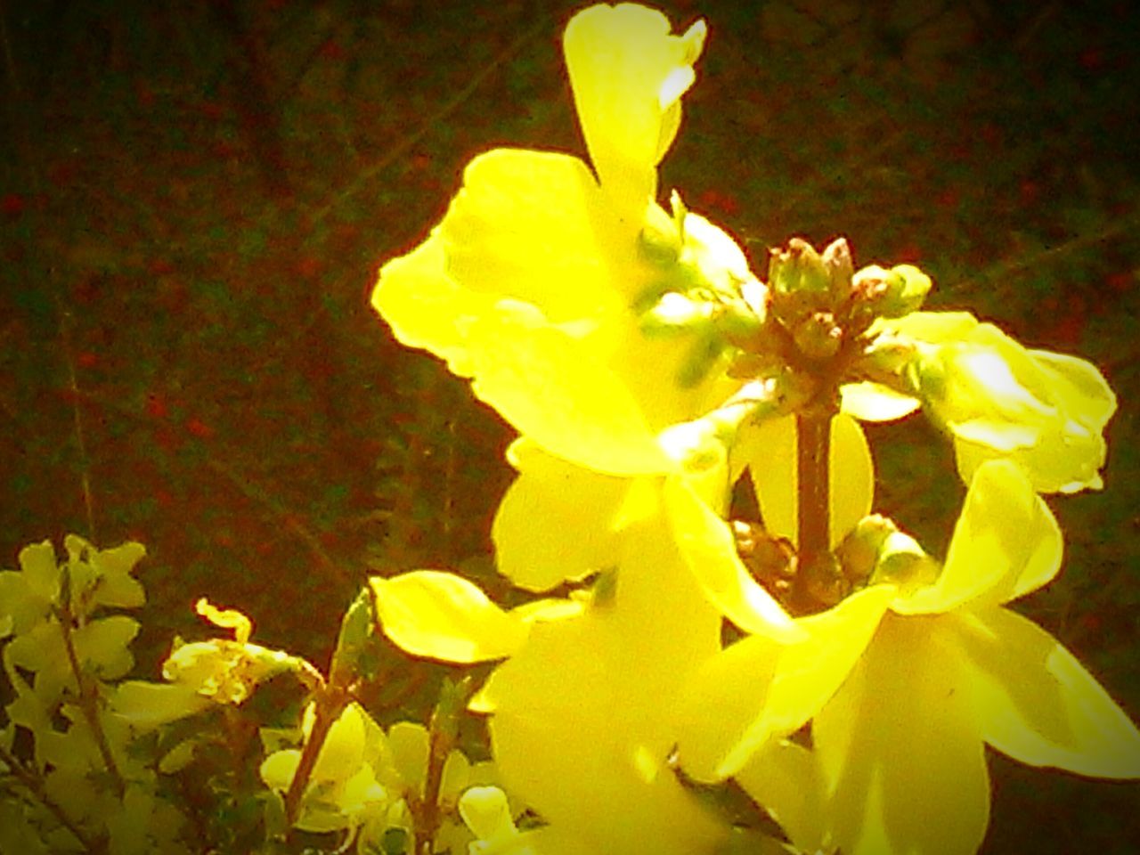 flower, petal, yellow, flower head, freshness, fragility, beauty in nature, growth, blooming, close-up, nature, plant, pollen, in bloom, no people, blossom, black background, focus on foreground, stamen, night