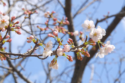 Low angle view of cherry blossom