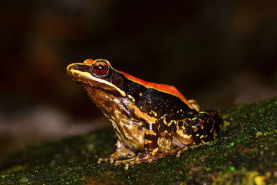 Close-up of lizard on rock