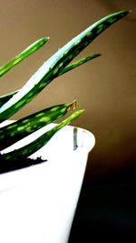 Close-up of a leaf over black background
