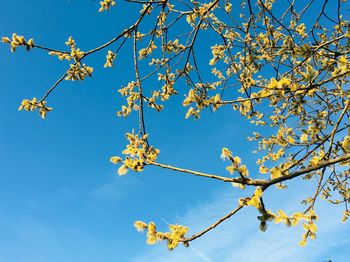 Low angle view of cherry blossom against blue sky