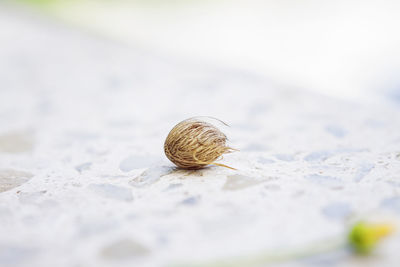 Close-up of snail on rock