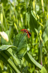 Close-up of insect on plant