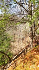 Trees in forest