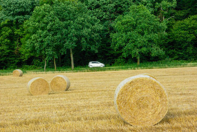 Hay bales in wheat field