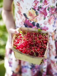 Girl holding redcurrants in basket