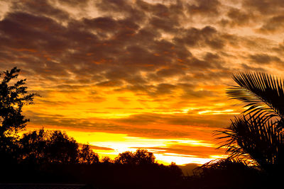 Low angle view of silhouette trees against orange sky