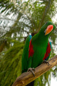 Low angle view of parrot perching on tree