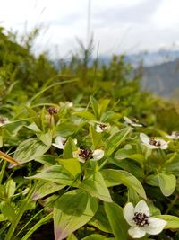 Close-up of flower plant