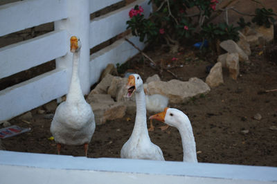 View of birds on land