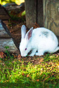 Close-up of white cat lying on field